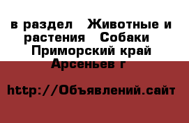  в раздел : Животные и растения » Собаки . Приморский край,Арсеньев г.
